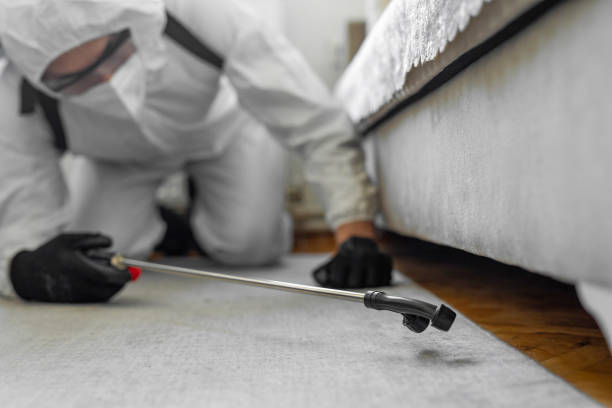 Professional Bed Bug Control technician working in Holyoke, MA
